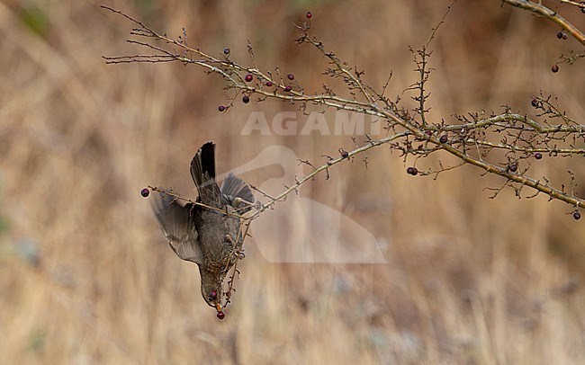 Adult female Common Blackbird (Turdus merula merula) eating berries at Nivå, Denmark stock-image by Agami/Helge Sorensen,