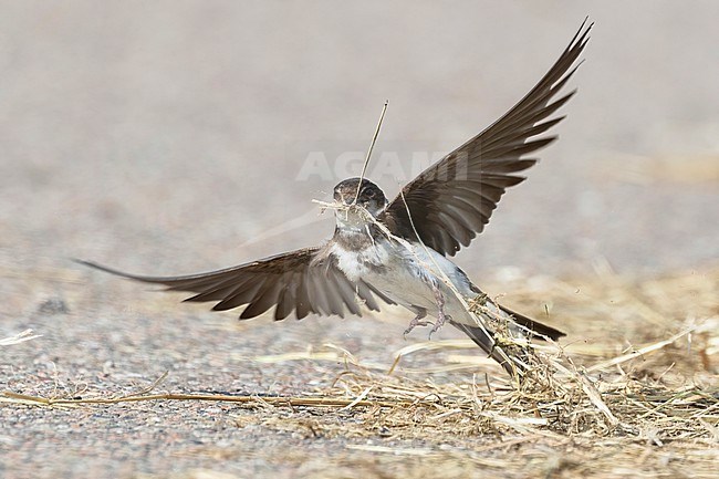A Sand Martin is seen taking off with its wings spread and a beak full of straw on a road. stock-image by Agami/Jacob Garvelink,