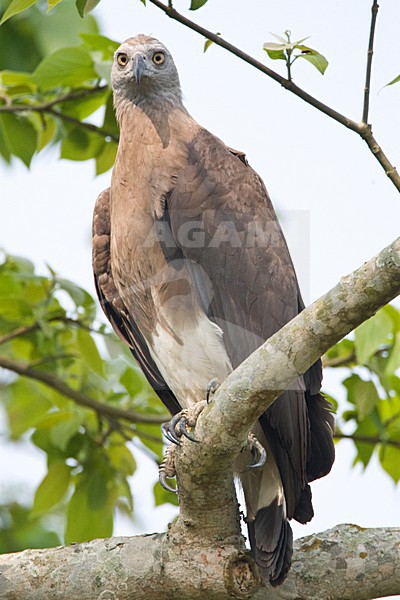 Grote Rivierarend op uitkijk op tak; Grey-headed Fish-eagle on look out stock-image by Agami/Marc Guyt,