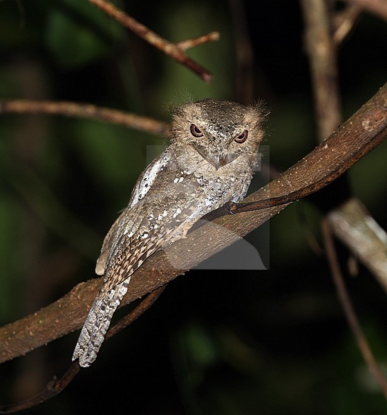 Sri Lanka Frogmouth (Batrachostomus moniliger) perched on a branch during the night at Thetakad, Western Ghats, India. Looking down for possible prey. stock-image by Agami/James Eaton,