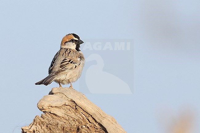 Adult male Saxaul Sparrow (Passer ammodendri) of the subspecies stoliczkae perching on a trunk stock-image by Agami/Mathias Putze,