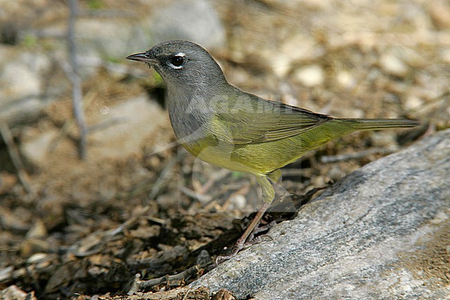 Adult female
Riverside Co., CA
April 2005 stock-image by Agami/Brian E Small,