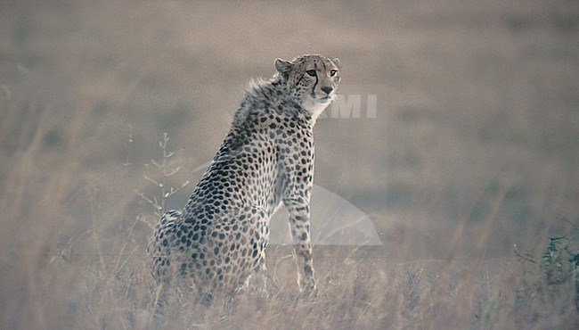 Cheetah (Acinonyx jubatus) at Masai Mara NR, Kenya stock-image by Agami/Eduard Sangster,