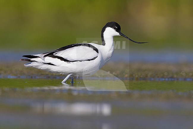 Pied Avocet (Recurvirostra avocetta), side view of an adult standing in the water, Campania, Italy stock-image by Agami/Saverio Gatto,