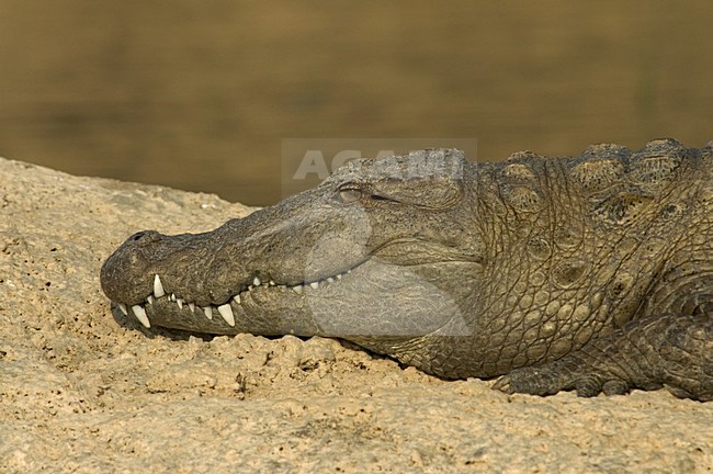 Moeraskrokodil op zandbank in Chambalrivier; Mugger Crocodile on sandbar in Chambal River stock-image by Agami/Marc Guyt,