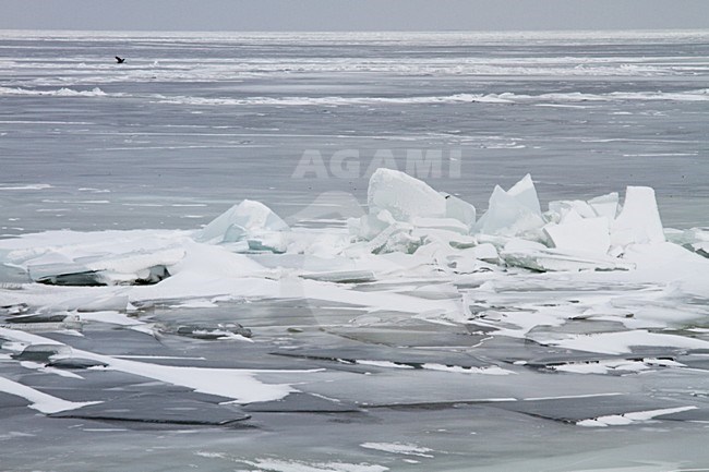 Winters Landschap;  Landscape in winter stock-image by Agami/Menno van Duijn,
