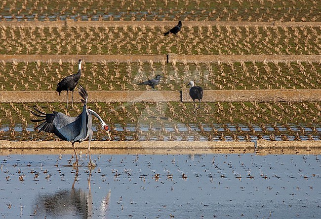 Wintering White-naped Crane (Antigone vipio) on the island Kyushu in Japan. Dancing crane in a rice field together with egrets and Hooded Cranes, stock-image by Agami/Marc Guyt,