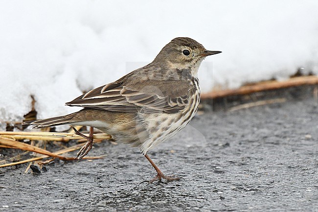 Wintering Siberian Pipit (Anthus rubescens japonicus) at Lake Inbanuma, Narita in Japan. stock-image by Agami/Laurens Steijn,