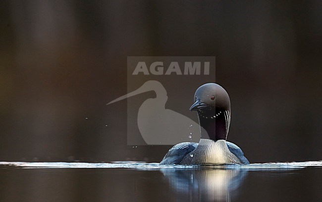 Adulte Parelduiker in zomerkleed; Adult summer Black-throated Loon stock-image by Agami/Markus Varesvuo,