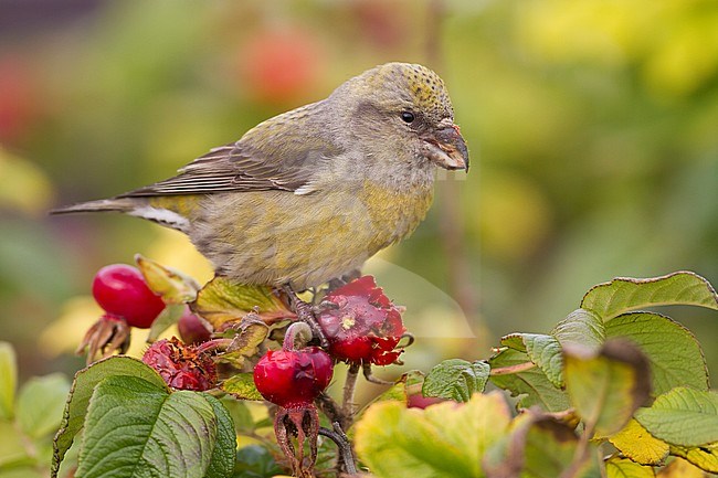 Common Crossbill - Fichtenkreuzschnabel - Loxia curvirostra ssp. curvirostra, Germany, adult female, Type C 'Glip Crossbill' stock-image by Agami/Ralph Martin,