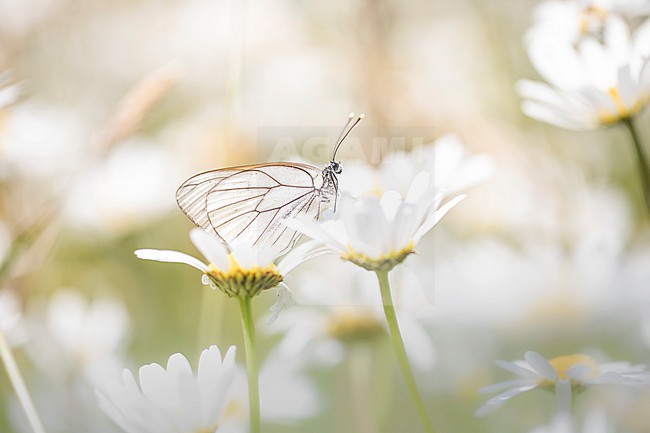Black-veined White, Groot Geaderd Witje, Aporia crataegi stock-image by Agami/Wil Leurs,