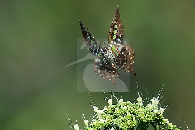Tailed Jay (Graphium agamemnon), front view of the butterfly in flight against green background stock-image by Agami/Kari Eischer,