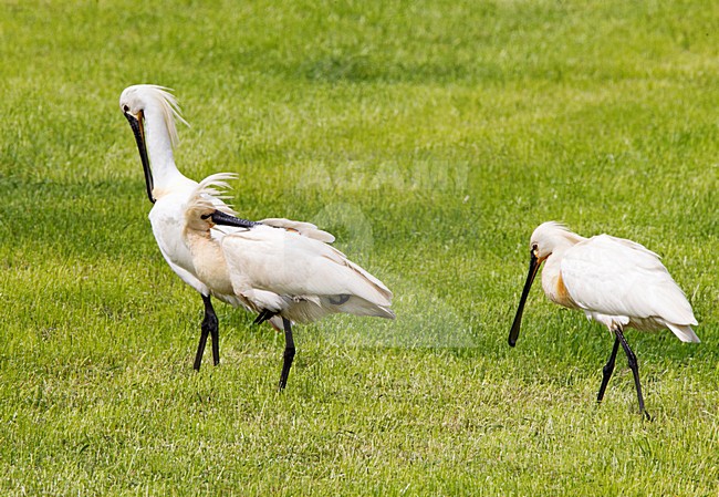 Lepelaar poetsend, Eurasian Spoonbill preening stock-image by Agami/Roy de Haas,
