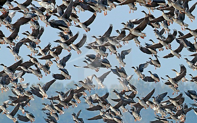 Tundra Bean Goose (Anser serrirostris), group in flight. Wintering in the Netherlands. stock-image by Agami/Fred Visscher,