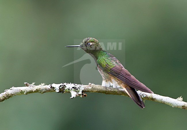 Bruinstaart-hoornkolibrie, Buff-tailed Coronet, Boissonneaua flavescensa stock-image by Agami/Marc Guyt,