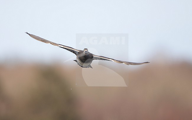 Gadwall (Mareca strepera) adult male in flight over a lake in Denmark stock-image by Agami/Helge Sorensen,