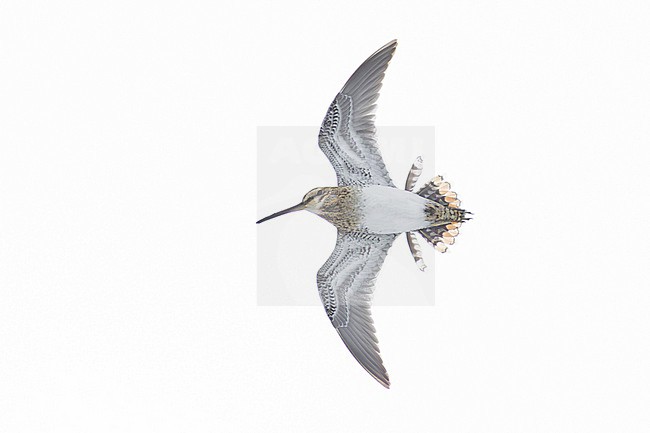 Common Snipe (Gallinago gallinago), Adult displaying in flight, Finnmark, Norway stock-image by Agami/Saverio Gatto,