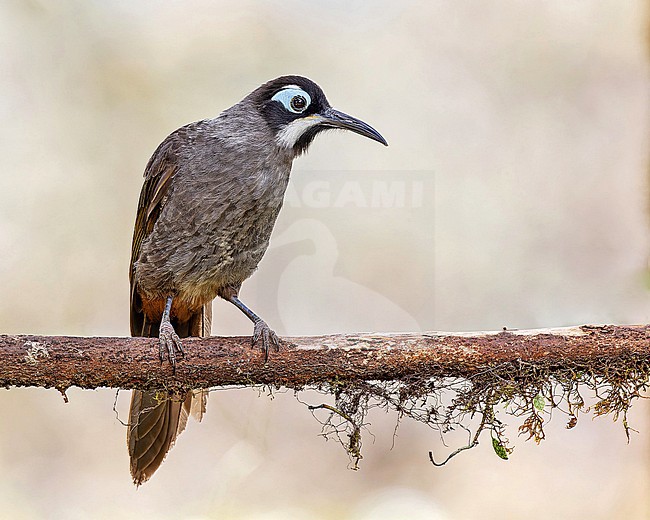 Belford's Melidectes (Melidectes belfordi) in Papua New Guinea. stock-image by Agami/Pete Morris,