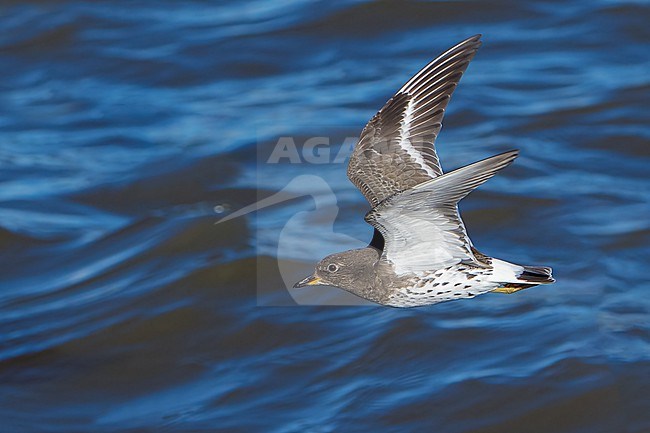 Adult non-breeding
Los Angeles Co., CA
December 2021 stock-image by Agami/Brian E Small,