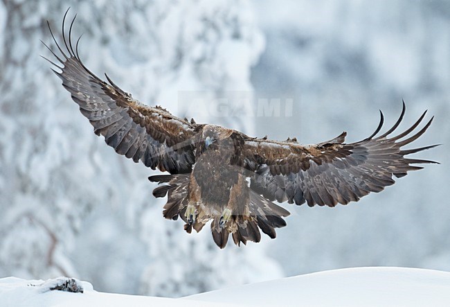 Steenarend jagend in de winter; Golden Eagle hunting in winter stock-image by Agami/Markus Varesvuo,