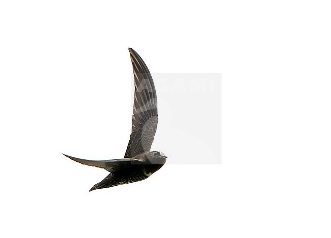 White-chested Swift (Cypseloides lemosi) in Northern Peru. Rare and poorly known. A fairly small swift, all black with variable white patch on chest. stock-image by Agami/Dani Lopez-Velasco,