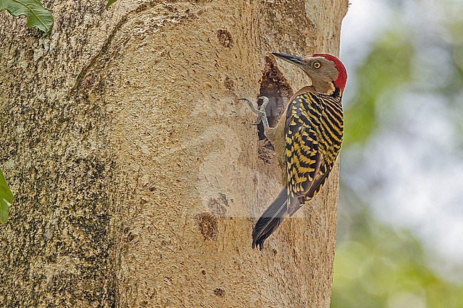 Hispaniolan Woodpecker, Melanerpes striatus, in the Dominican Republic. stock-image by Agami/Pete Morris,