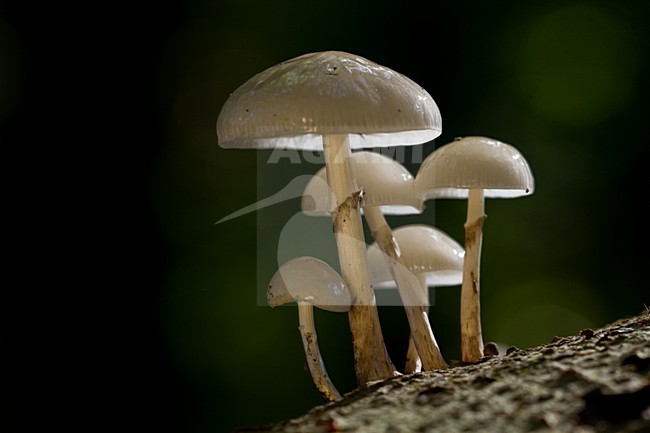 Porseleinzwam, Porcelain fungus, Oudemansiella mucida stock-image by Agami/Menno van Duijn,