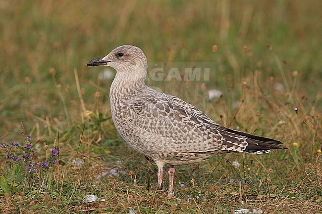 zilvermeeuw; Herring Gull stock-image by Agami/Chris van Rijswijk,
