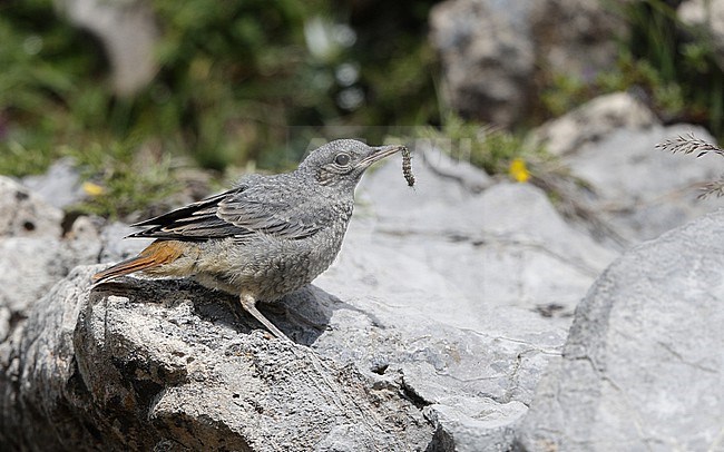 Juvenile Common Rock Thrush (Monticola saxatilis) perched on a rock at the Cantabrian Mountains, Spain stock-image by Agami/Helge Sorensen,