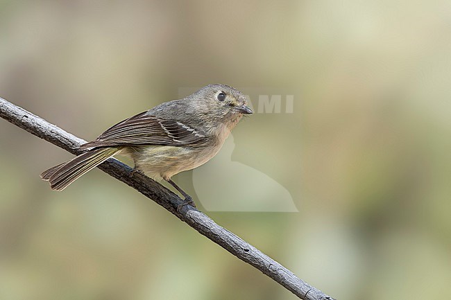 Adult
Pima Co., AZ
April 2024 stock-image by Agami/Brian E Small,