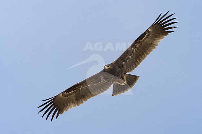 Bastaardarend in vlucht; Greater Spotted Eagle in flight stock-image by Agami/Daniele Occhiato,