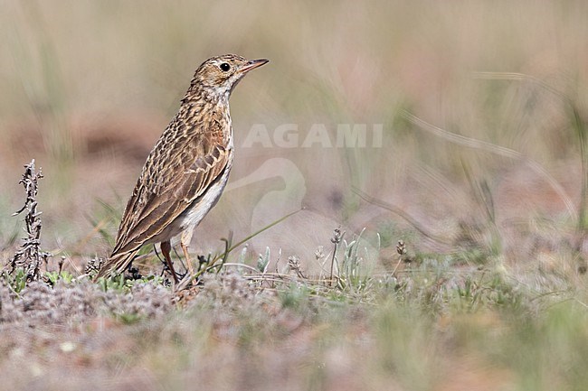 Puna Pipit (Anthus brevirostris) Perched on the ground  in Argentina stock-image by Agami/Dubi Shapiro,