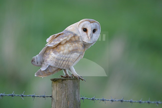 Pale Barn Owl adult perched on a pole; Witte Kerkuil volwassen zittend op een paal stock-image by Agami/Bill Baston,