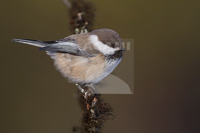 Siberian Tit - Lapplandmeise - Poecile cinctus lapponicus, Finland stock-image by Agami/Ralph Martin,