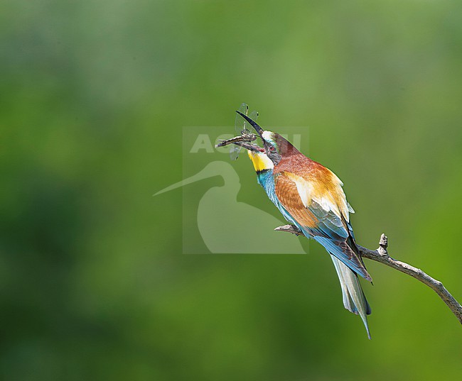European Bee-eater, Merops apiaster, in Hungary during spring. Swallowing a dragonfly. stock-image by Agami/Marc Guyt,