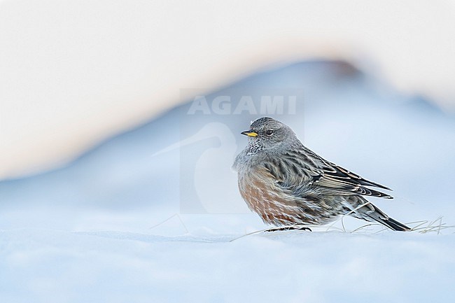 Alpine Accentor (Prunella collaris) sitting in a snow coverd moutain landscape in the swiss alps. stock-image by Agami/Marcel Burkhardt,