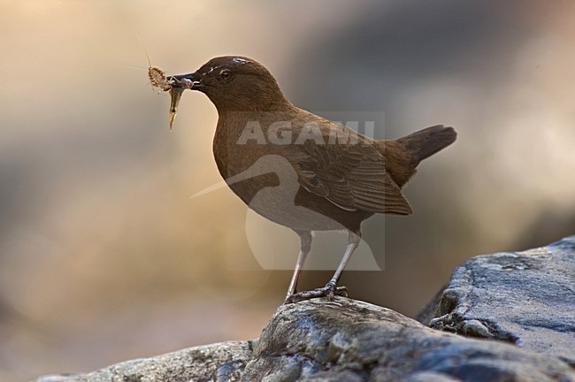 Brown Dipper with prey; Aziatische Waterspreeuw met prooi stock-image by Agami/Marc Guyt,