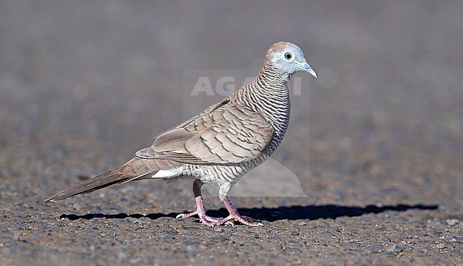Zebra Dove, Geopelia striata, at Papeete - French Polynesia. Also known as the barred ground dove, or barred dove, stock-image by Agami/Aurélien Audevard,