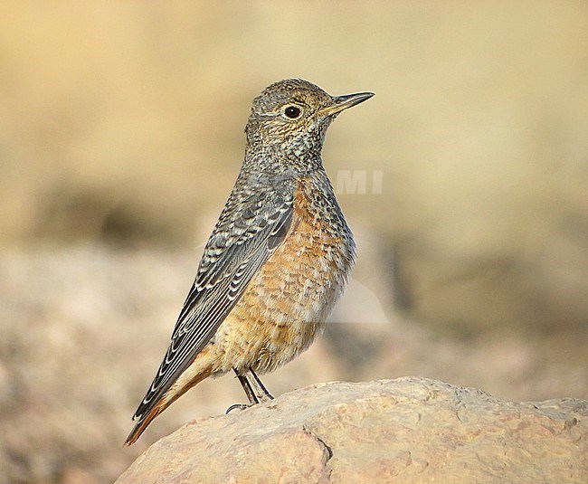 First-winter Common Rock Thrush (Monticola saxatilis) perched on a rock during late October near Quriyat in Oman. stock-image by Agami/Aurélien Audevard,