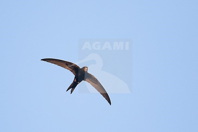 Common Swift - Mauersegler - Apus apus ssp. apus, Germany stock-image by Agami/Ralph Martin,