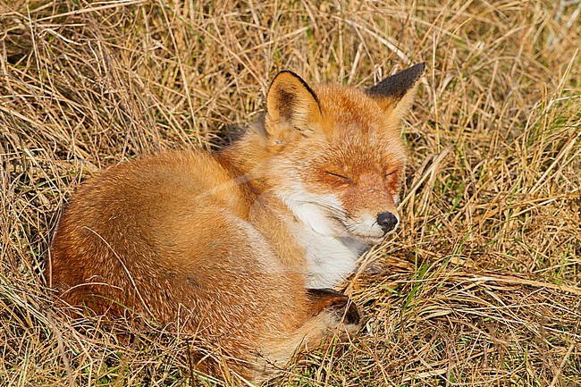 Vos, Red Fox, Vulpes vulpes stock-image by Agami/Menno van Duijn,