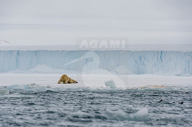 A Polar bear, Ursus maritimus, at the southern edge of Austfonna ice cap. Nordaustlandet, Svalbard, Norway stock-image by Agami/Sergio Pitamitz,