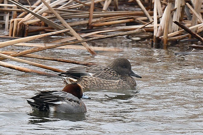 Female Falcated Duck (Mareca falcata) wintering in Japan. Swimming in a small urban lake with Eurasian wigeon in the foreground. stock-image by Agami/Laurens Steijn,