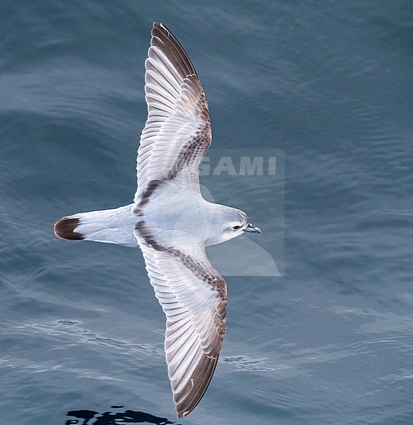Fulmar Prion (Pachyptila crassirostris) in flight over the southern pacific ocean of subantarctic New Zealand. Flying low over the water surface, seen from above. stock-image by Agami/Marc Guyt,