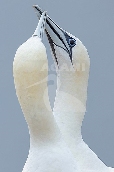 Portrait of an adult Northern Gannet (Morus bassanus) at Helgoland in Germany. Picture was made after the great Avian Influenza outbreak in 2022. The bird shows fully black eyes probably indicating an infection with Avian Influenza / H5N1. stock-image by Agami/Mathias Putze,