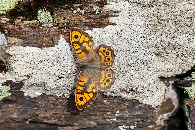 Wall Brown, Lasiommata stock-image by Agami/Wil Leurs,