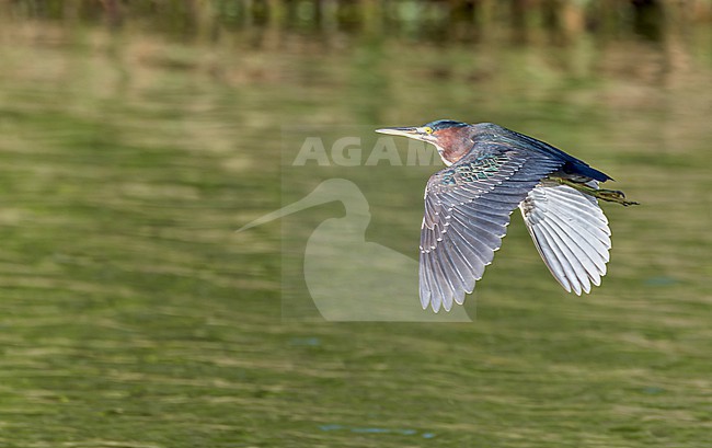 Wintering Green Heron, Butorides virescens, on Bermuda. stock-image by Agami/Marc Guyt,