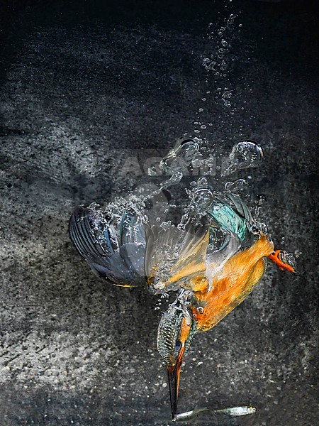 Common Kingfisher, Alcedo atthis, in the Netherlands. Diving for fish. stock-image by Agami/Han Bouwmeester,