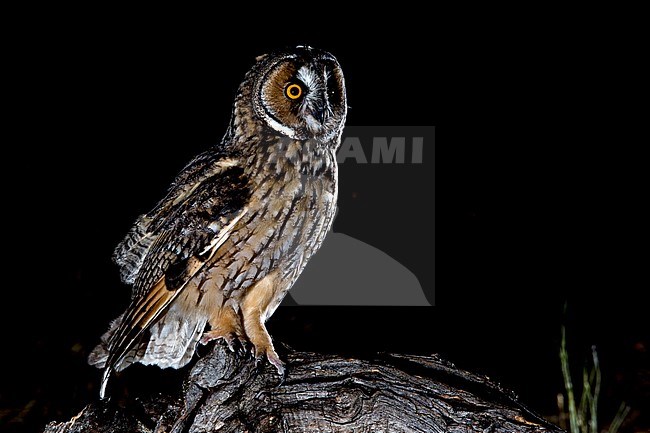 Long-eared Owl, Ransuil, Asio otis stock-image by Agami/Oscar Díez,