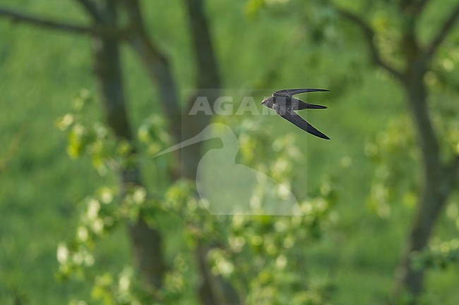 Common Swift (Apus apus) in flight, showing landscape of trees. stock-image by Agami/Lennart Verheuvel,